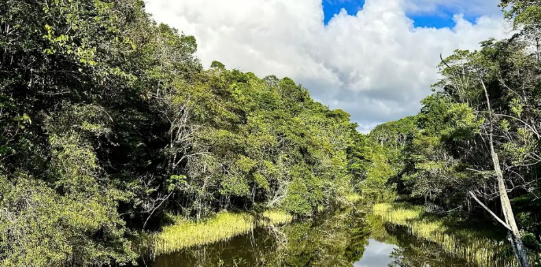 Estudo internacional propõe estratégias para reduzir risco de zoonoses em projetos de restauração ecossistêmica